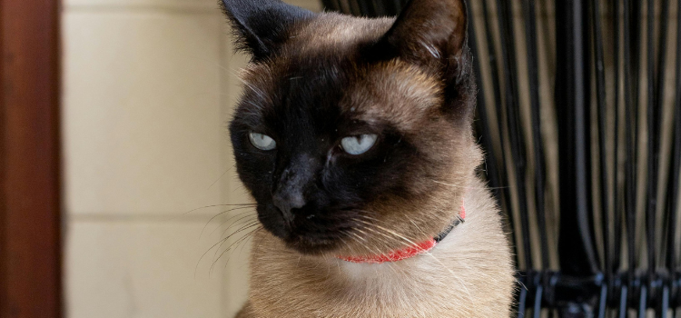 Clicker Training for Cats? Yes, It’s Possible! | PetTrain360 Best 2026